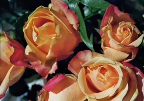 honey-coloured_roses
