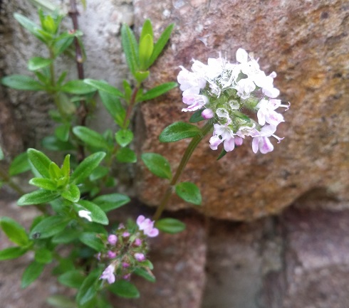 Thyme_blossom