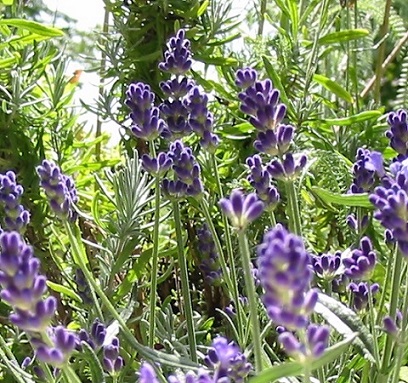 Lavender_blossoms