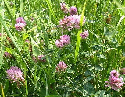 Red_clover