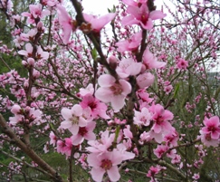 vineyard_peach_tree_blossom