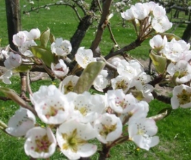 Apple_tree_blossom